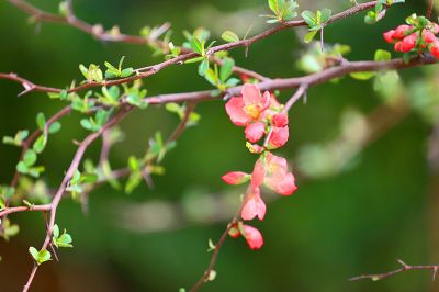 廠(chǎng)區(qū)花色